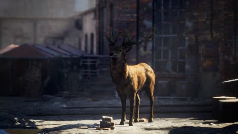 Wild-deer-rooming-around-the-streets-in-abandoned-city